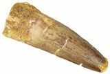 Fossil Spinosaurus Tooth - Real Dinosaur Tooth #301293-1